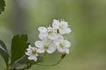 Littlehip hawthorn